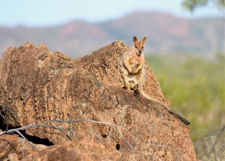 Purple-necked Rock-wallaby Petrogale purpureicollis NC Act: Vulnerable